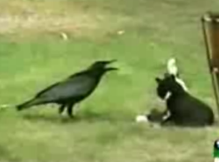 Crow Adopts Kitten
